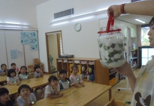 年長梅仕事、芋苗植え、山の幼稚園説明会