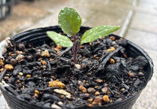 野菜名人を目指して（２年生 生活科）