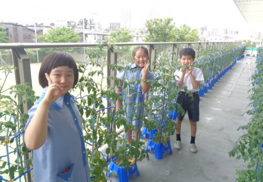 めざせ、野菜名人…その後