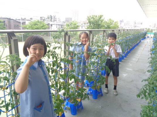 めざせ、野菜名人…その後