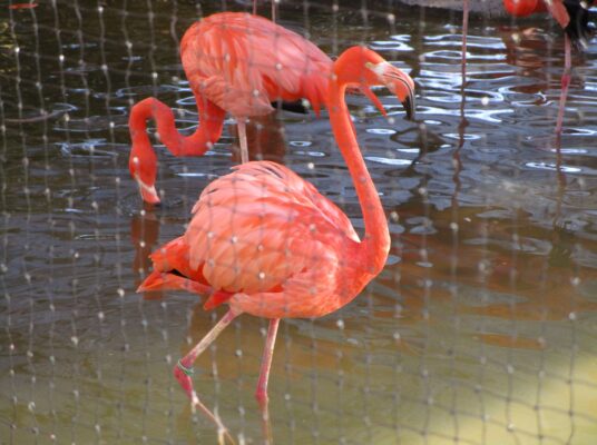 動物園に行こう！（１年生校外学習）