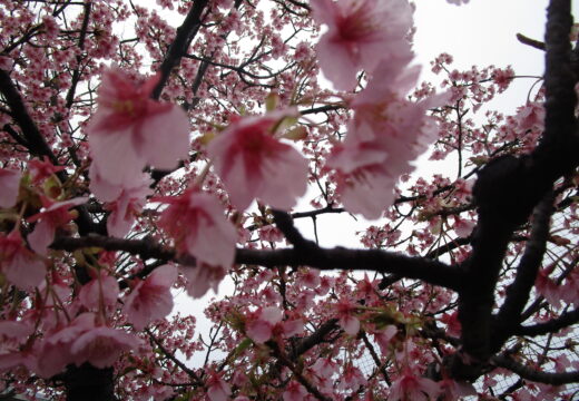 お世話になったお礼