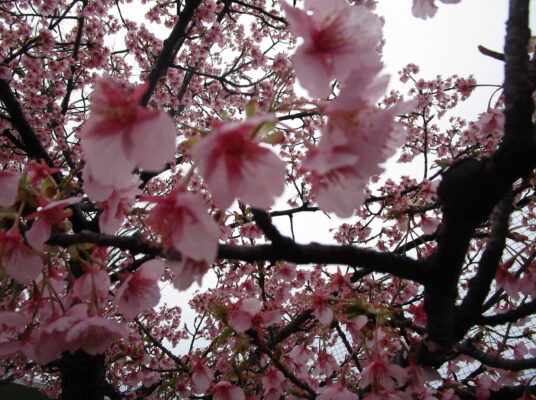 お世話になったお礼