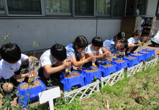 元気な芽が出ますように!(1年生 生活)