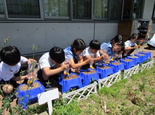 元気な芽が出ますように！（1年生 生活）