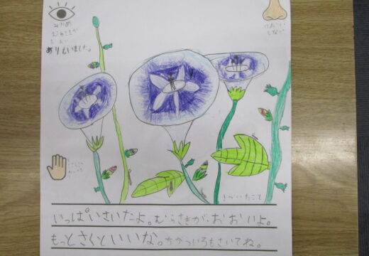 あさがおの花の観察　　　