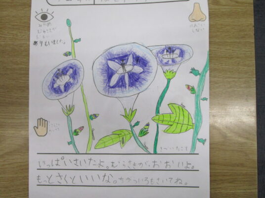 あさがおの花の観察　　　