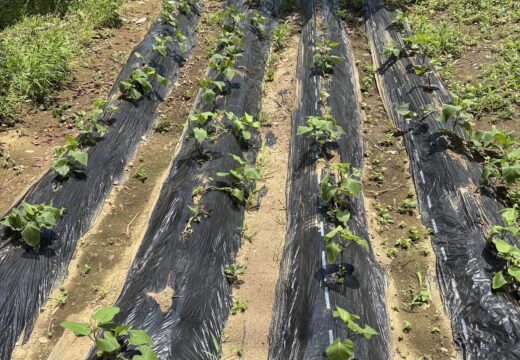 【技術科】生物育成の技術「栽培実習」の様子